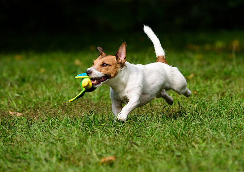 Jack Russell Terrier training to fetch objects