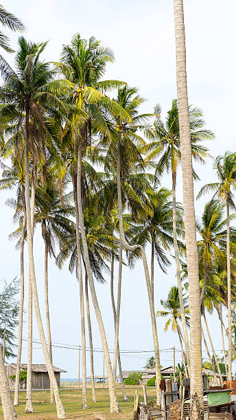 istock Fisherman house near the beach surrounded by coconut trees 496037673