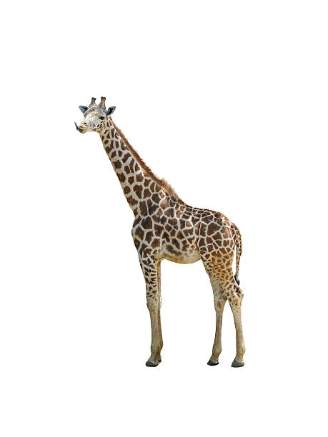 giraffe isolated Close-up of a giraffe's body, isolated on white background. masai giraffe stock pictures, royalty-free photos & images
