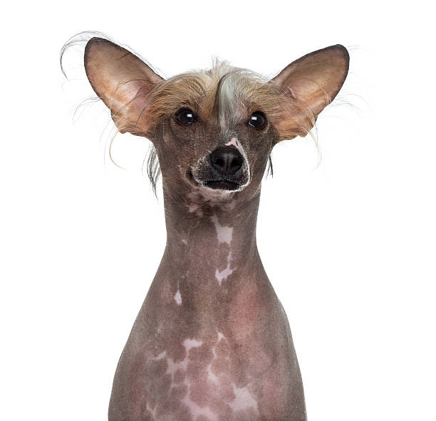 istock Hairless Chinese crested dog 496037923
