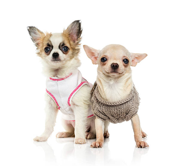 istock Chihuahua puppy (3 months old) 496037927