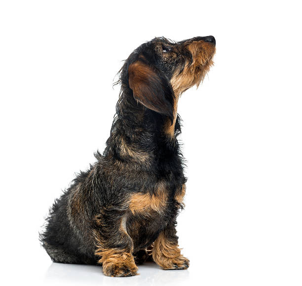 istock Dachshund puppy looking up (6 months old) 496037967