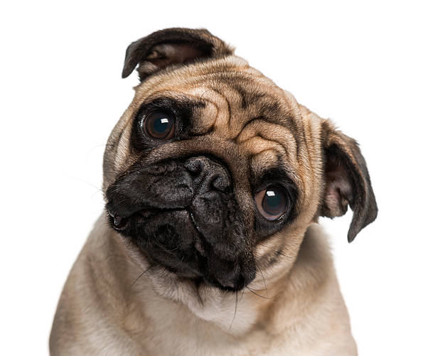 istock Headshot of a Pug (9 months old) 496037995