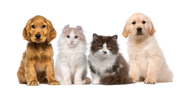 istock Group of pets: kitten and puppy on a raw 496038013