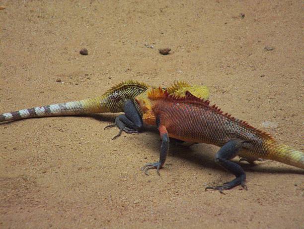 istock Two Gardens Lizards Test Each Other During Breeding Season 496038147