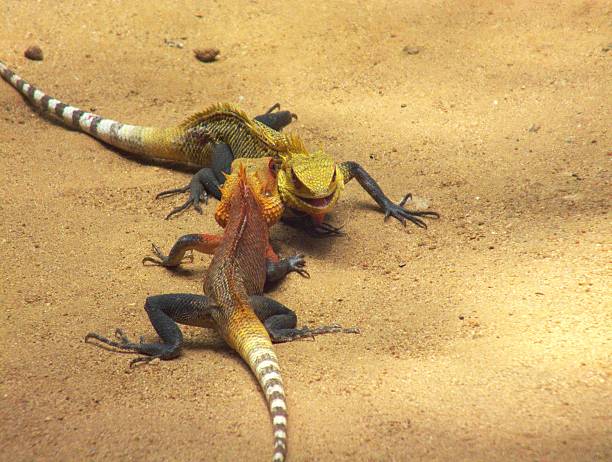 istock Two Garden Lizards - Breeding Season 496038149