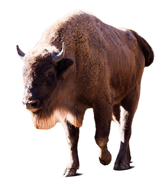 istock European bison. Isolated over white 496038217