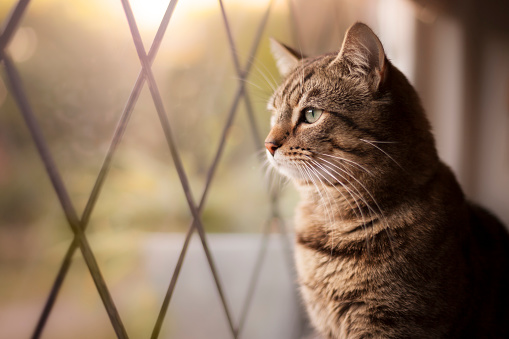 Handsome tabby cat sat by a window, with focus on eyes. 