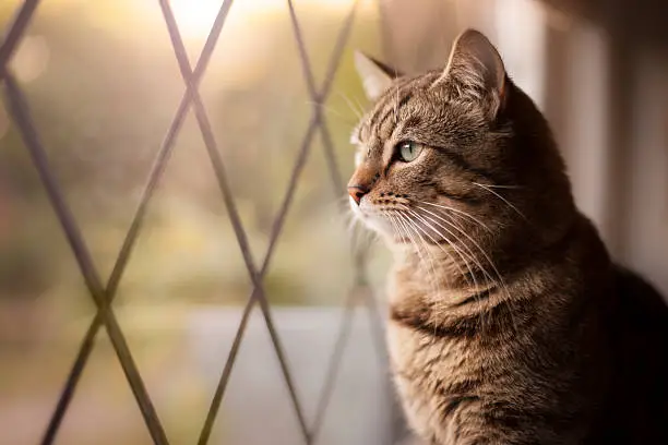 Photo of Handsome tabby cat sat by a window