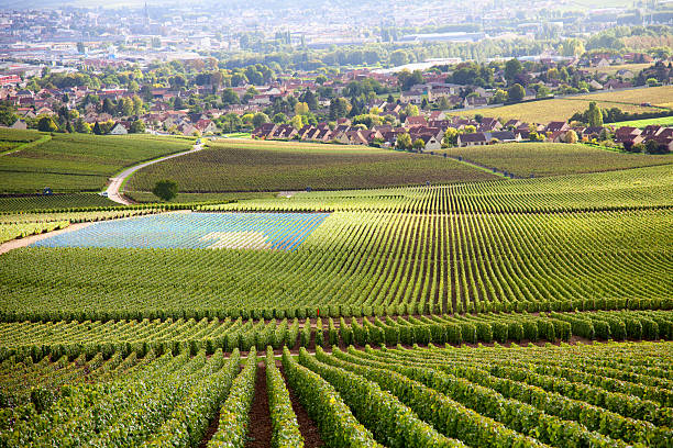 Vineyard near Somlo and church in Hungary in summer