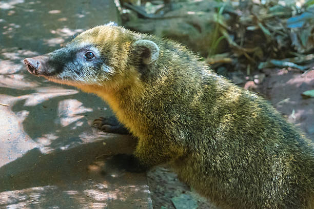 istock Side View Coati at Iguazu Park in Argentina 496039280