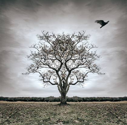 A lone tree looses it's leaves as well as a bird resting in it's branches. It is forsaken