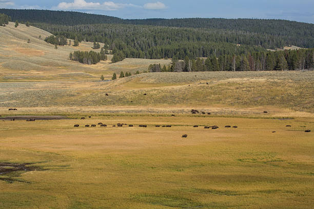 istock Bison herd roaming Hayden Valley in Yellowstone National Park, W 496040512