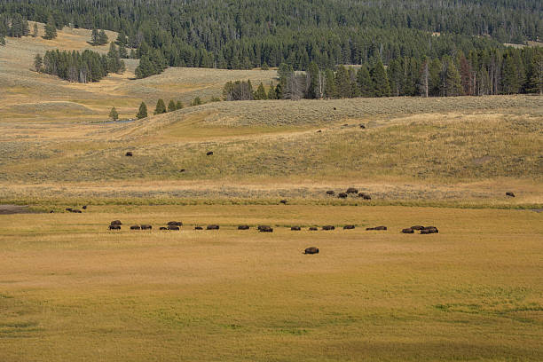 istock Bison herd roaming Hayden Valley in Yellowstone National Park, W 496040524