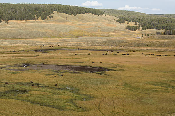 istock Bison herd roaming Hayden Valley in Yellowstone National Park, W 496040552