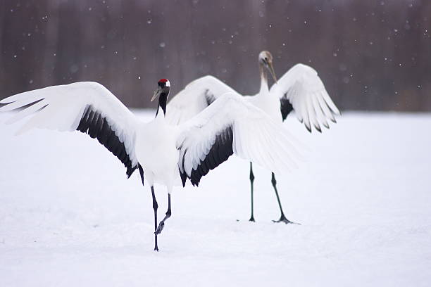 istock Red-crowned crane in Kushiro-shitsugen 496060428