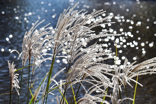 Ornamental grasses photographed by water's edge, illuminated by sun on water.