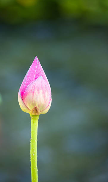 istock Close up of Single pink rose bud 496061400