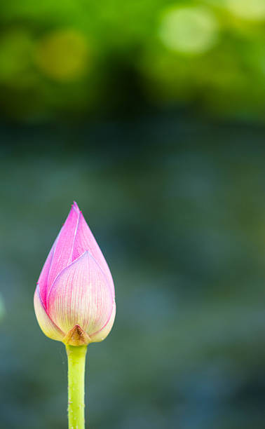 istock Close up of pink rose bud with blurred backgroun 496061408