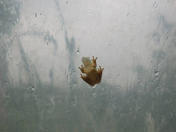 This photo was taken in Louisiana, U.S.A. in April 2015. It shows a frog sitting on the glass of a greenhouse as the rain runs down the glass. Vague shapes of plants can be seen beyond the glass.