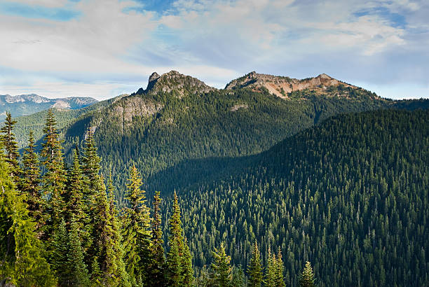 The Pacific Crest Trail, officially known as the Pacific Crest National Scenic Trail, stretches 2,653 miles from the Mexican border to the Canadian Border. It follows the Cascade Range of mountains in Washington, Oregon and Northern California. In Southern California it follows the Sierra Nevada range. The mountains, lakes, meadows and forests along the Pacific Crest Trail are a visual delight in any season. This green forested summer scene was photographed near Sheep Lake, north of Chinook Pass, in the Mount Baker Snoqualmie National Forest, Washington State, USA.