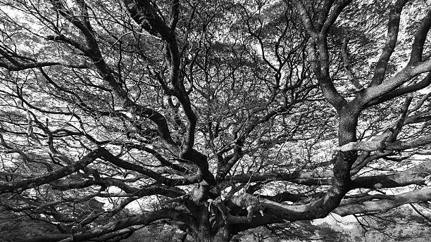 istock Branch of a big tree in black-white 496064136