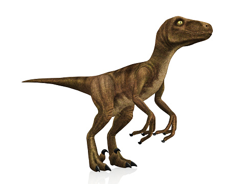 3D model Velociraptor isolated on white background