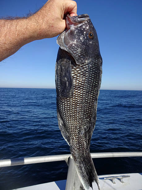 istock Mid Atlantic Sea Bass 496065234