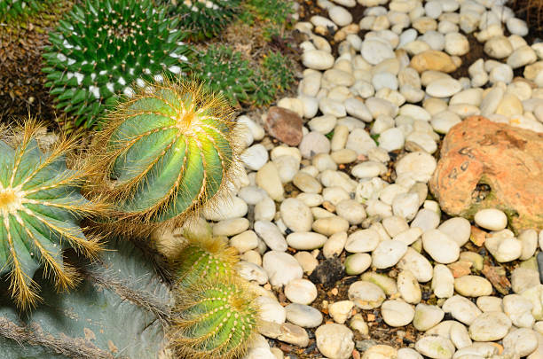 istock Cactus in the botanical garden. 496065238