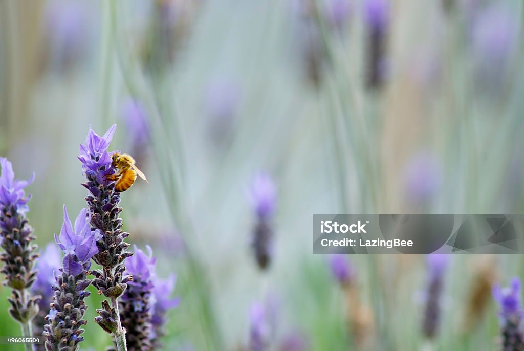 Lavender Flower with Worker Bee A Worker Bee on Lavender flowers in focus in the foreground, the background is blurred. 2015 Stock Photo