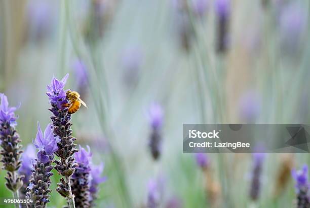 Lavender Flower With Worker Bee Stock Photo - Download Image Now - 2015, Alternative Medicine, Aromatherapy