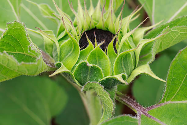 istock sunflower in the field 496065880
