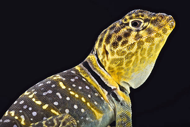lézard à tête jaune à col (crotaphytus collaris auriceps - lizard collared lizard reptile animal photos et images de collection