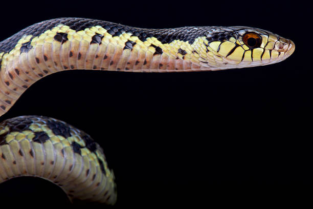 istock Malagasy giant hognose snake (Leioheterodon madagascariensis) 496066030