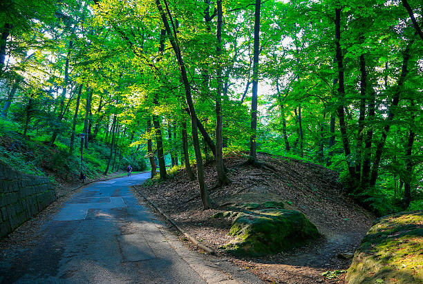 istock bright green trees in the park 496066244