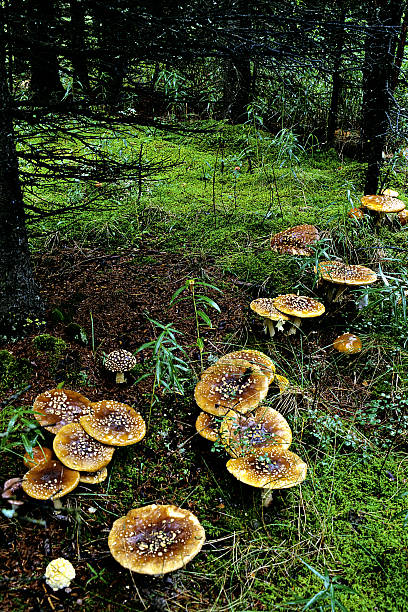 Splendour of toadstools in a pine forest floor in Alaska USA stock photo