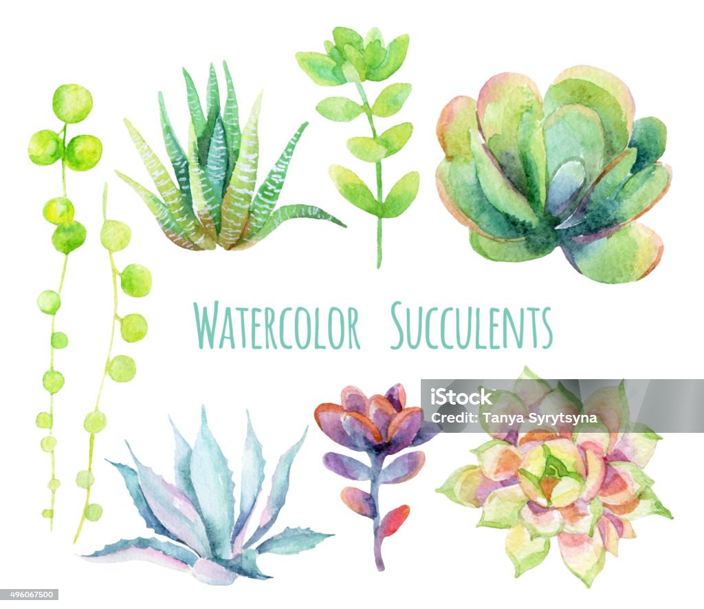 Aquarelle succulents. - Illustration de Agave libre de droits