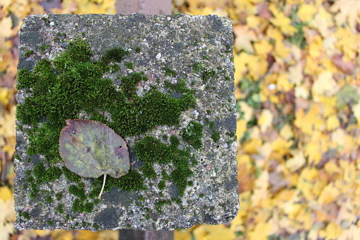 Top view photo of autumn leave lying on moss with defocused bakcground of yellow coloured maple leaves