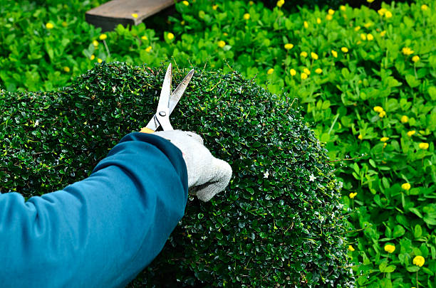 istock Gardener trimming hedge in the tree 496070960