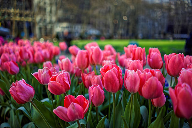 istock Vibrant pink tulips in bloom 496071780