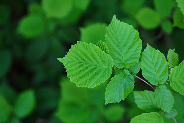 istock Tree branch with green leaves clean 496071838