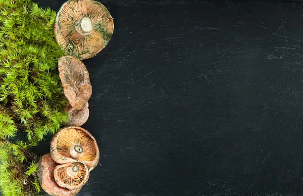 Fresh Milk-cup mushrooms (lactarius torminosus) and moss on dark slate background with copy space for your text