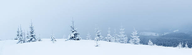 istock Spruce Tree Forest Covered by Snow in Winter Landscape 496073472