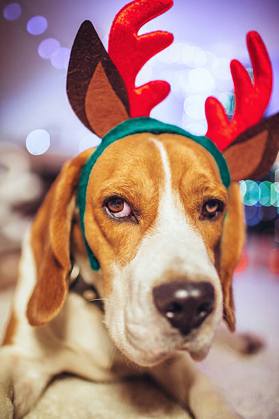istock reindeer, the red-nose beagle dog 496073624