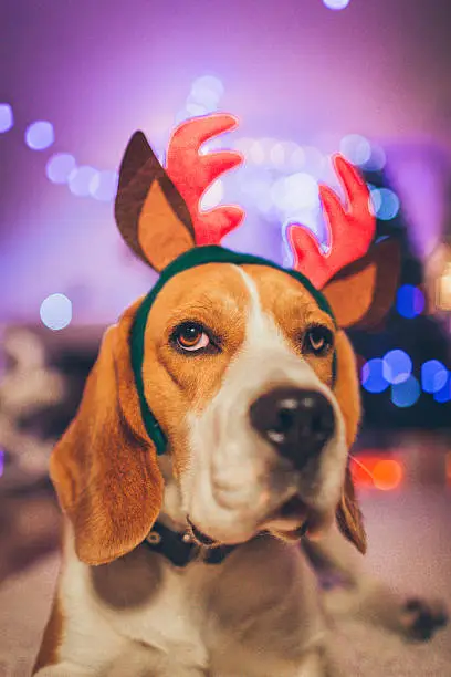 Cute beagle dog dressed as a reindeer, is waiting for guests on Christmas Eve 