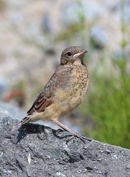 istock Oenanthe oenanthe. Bird close up 496073870