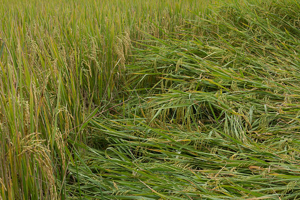 field damage background stock photo