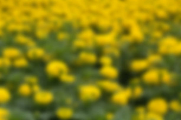 Natural background - blurry flower in a summer garden. stock photo