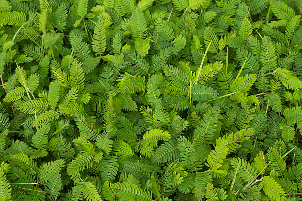 green leaf background stock photo