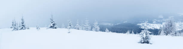 istock Spruce Tree Forest Covered by Snow in Winter Landscape 496075038